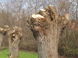 trimmed tree trunks