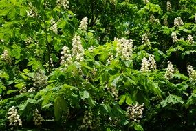 Blooming chestnut tree spring season