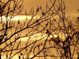 Trees at the golden sunrise