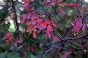 Picture of rose hip leaves