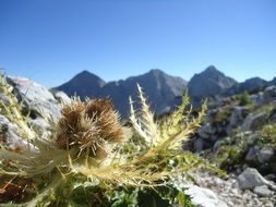 close up photo of prickly plant at the foot of the mountains