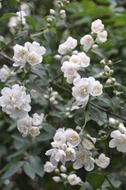 closeup photo of White jasmine flowers blossom