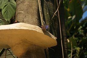 butterfly sits on a tree