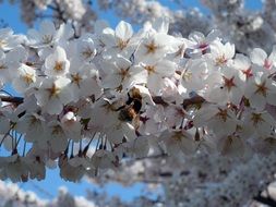 insect on flowering plant