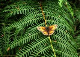 Picture of the butterfly on a fern plant