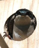 swallow looking out birdhouse