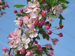 crab apple blooms close-up against the sky