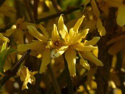 yellow Forsythia in the glare of light and shadow close-up on blurred background