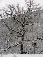 tree in the snow in greece