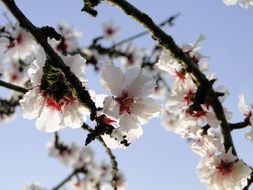 Beautiful and colorful almond blossom in spring