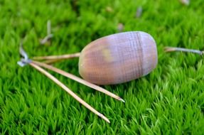 acorn on bright green moss