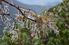 Ice on the tree near Tatry