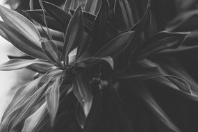 stunning black and white plant