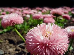 round pink daisies in the garden