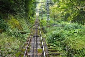 railway among green grass in the thickets of the forest