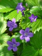 blue flowers among green leaves in the glare of light and shadow