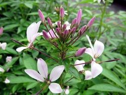 cleome flower