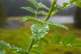 stunning rain drops on leaves of plant
