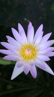 white lotus flower close-up