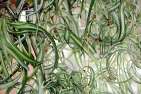 closeup photo of green leaves of room lily