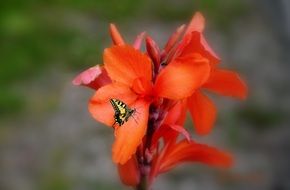 Small butterfly on a red flower