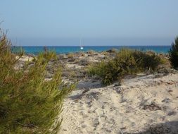 Mallorca sand dune with green grass