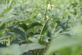 green plant okra closeup