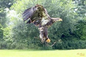 hunting bird of prey
