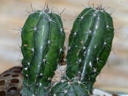 Cactus in summer in the desert close-up on blurred background