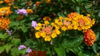 Water drops on a flowers