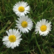 White and yellow daisy flowers