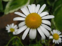 chamomile inflorescence on the background of nature