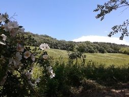 picturesque hills in italy on a sunny day