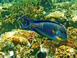 Fish in the Red Sea
