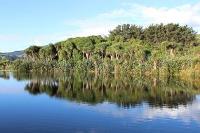 green forest reflection on blue water