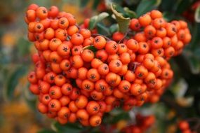 ripe rowanberry close up