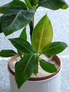 banana tree in a pot