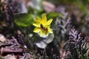 bee on Yellow bloom andrena haemorrhoa