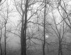 foggy forest in autumn