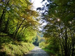 landscape of road in the forest in luxembourg on a sunny day