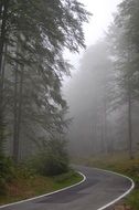 the road between the trees in the fog