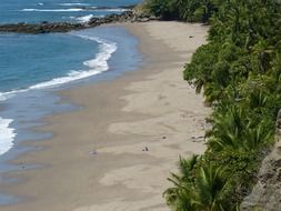 rainforest on the beach by the ocean