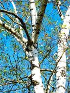 two birch trunks