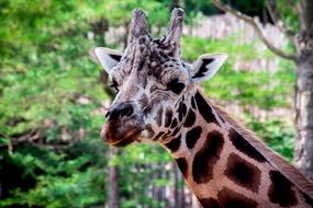 photo portrait of a spotted giraffe in a wildlife park