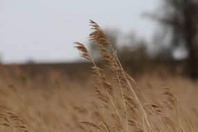 field of reed in autumn on a blurred background