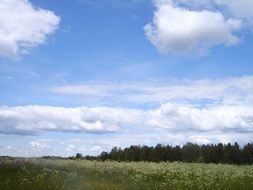 beautiful sky above blooming meadow, finland