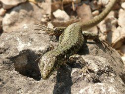 lizard on a big stone in the animal kingdom