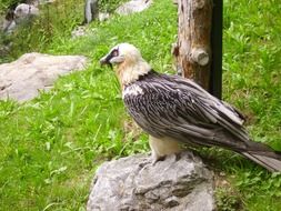 vulture bird sits on a stone in a wildlife park
