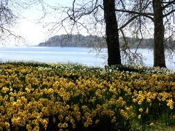 glade of bright osterglocken near the lake