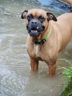boxer dog playing in the water